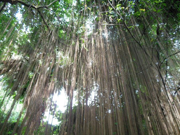 台北植物園内にあるキッスス・シキオイデス（錦屏藤）